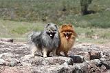 SPITZ ALLEMAND 028